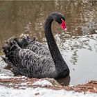 Impressionen aus dem Tierpark.....