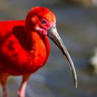 Impressionen aus dem Tierpark Hellabrunn_1