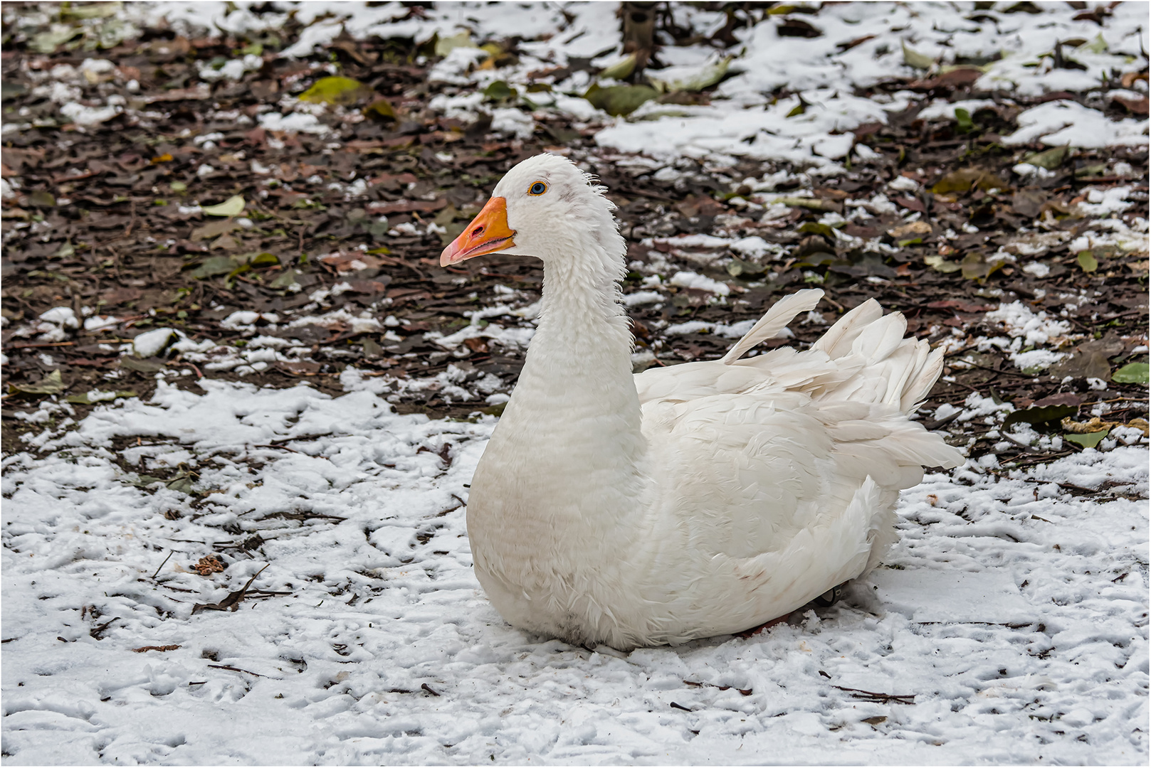 Impressionen aus dem Tierpark Petermoor