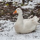 Impressionen aus dem Tierpark Petermoor