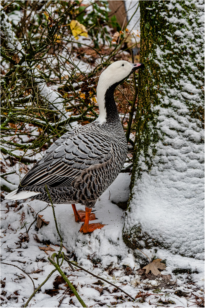 Impressionen aus dem Tierpark Petermoor