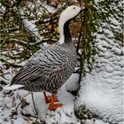 Impressionen aus dem Tierpark Petermoor