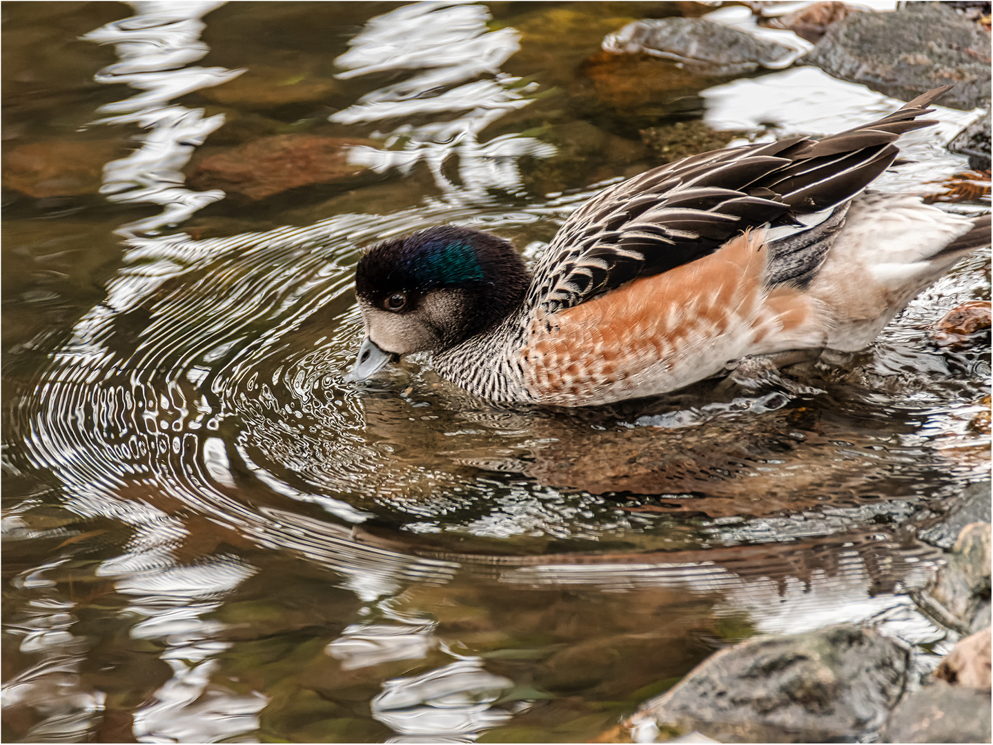 Impressionen aus dem Tierpark Petermoor