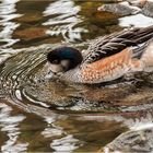 Impressionen aus dem Tierpark Petermoor