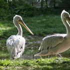 Impressionen aus dem Tierpark Schönbrunn