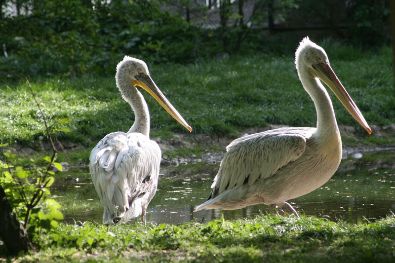 Impressionen aus dem Tierpark Schönbrunn