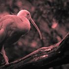 Impressionen aus dem Vogelpark in Walsrode