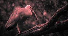 Impressionen aus dem Vogelpark in Walsrode