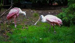 Impressionen aus dem Welt Vogelpark in Walsrode