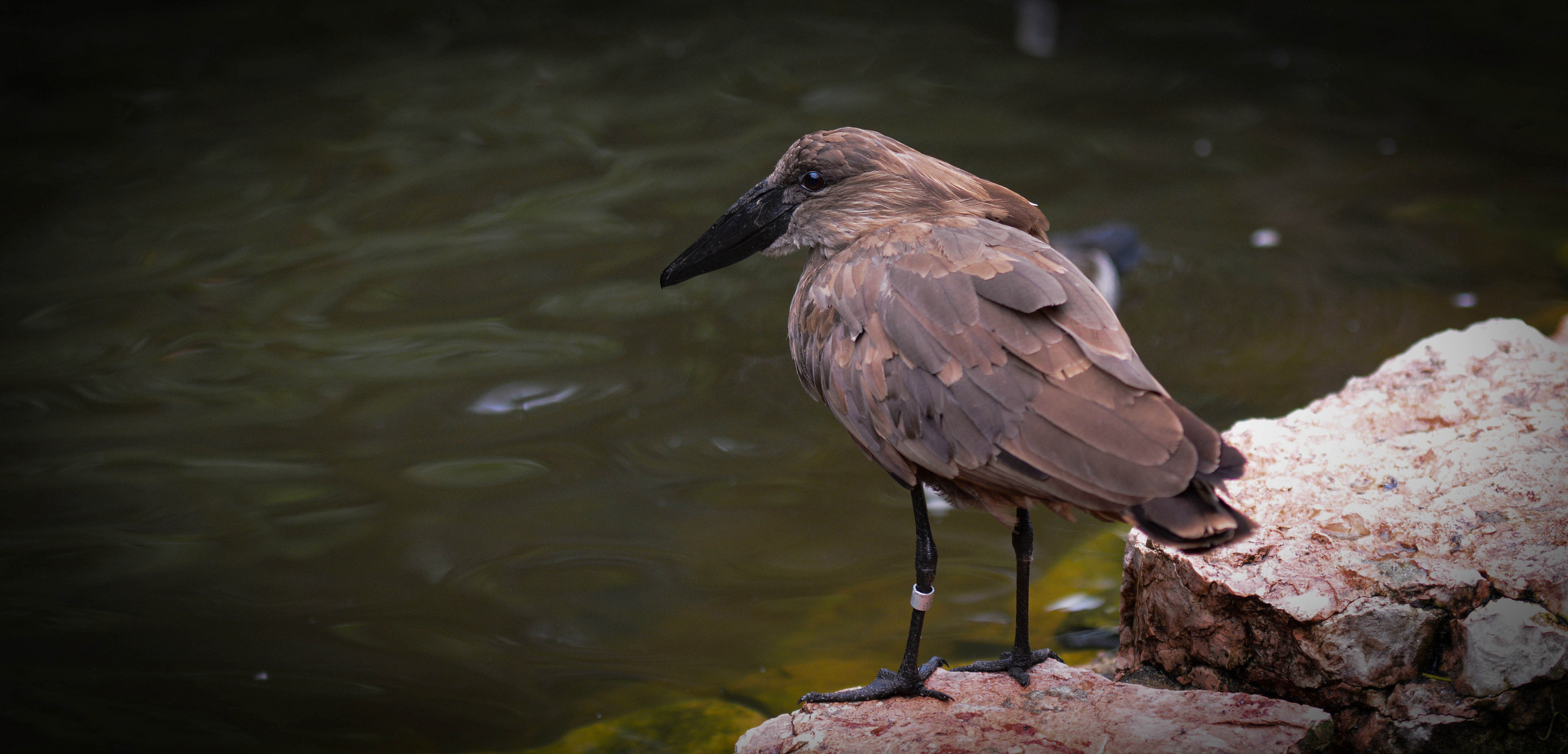 Impressionen aus dem Welt Vogelpark Walsrode