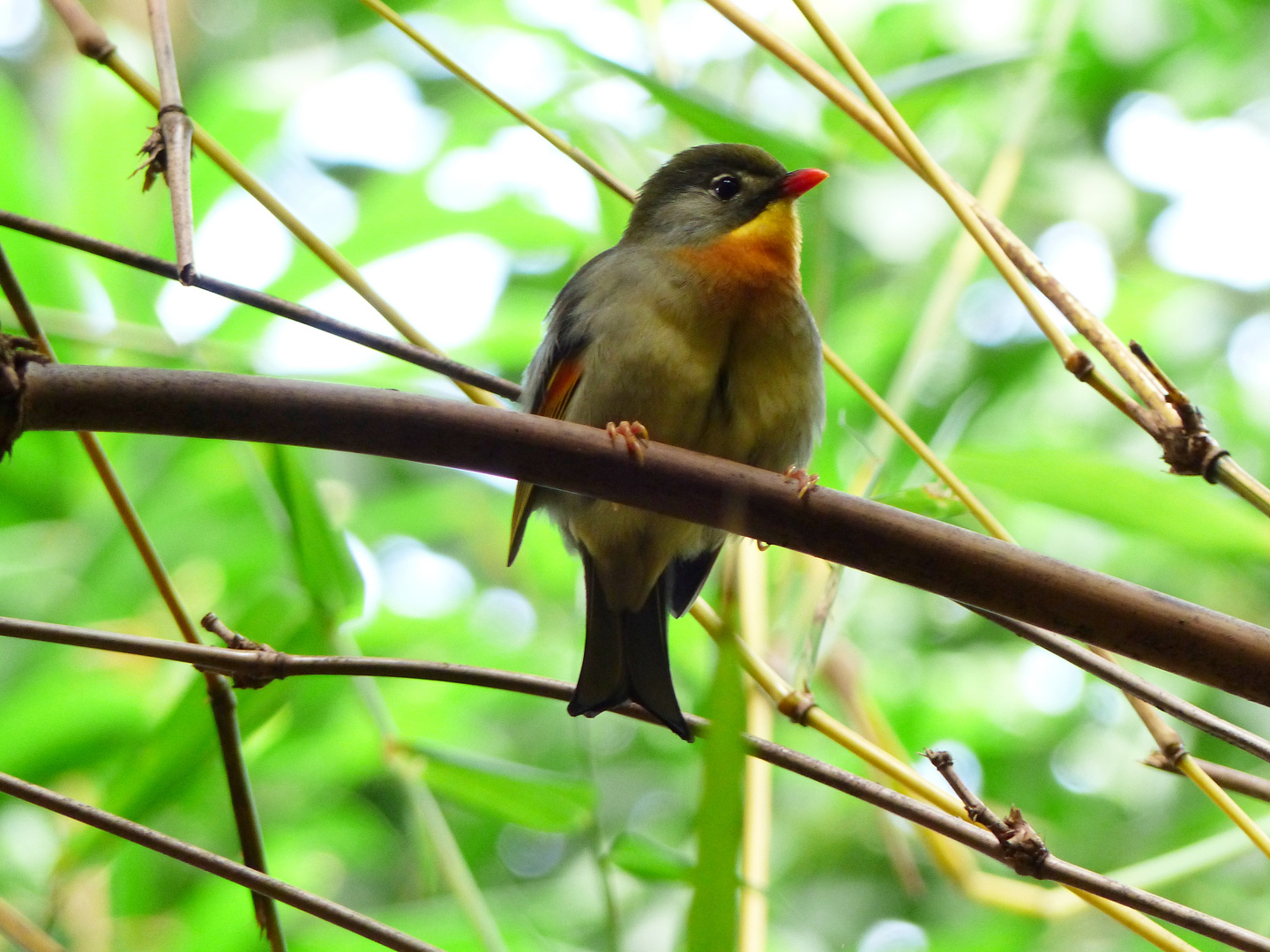 Impressionen aus dem Weltvogelpark Walsrode 5