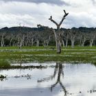 ...Impressionen aus dem Yala Nationalpark...