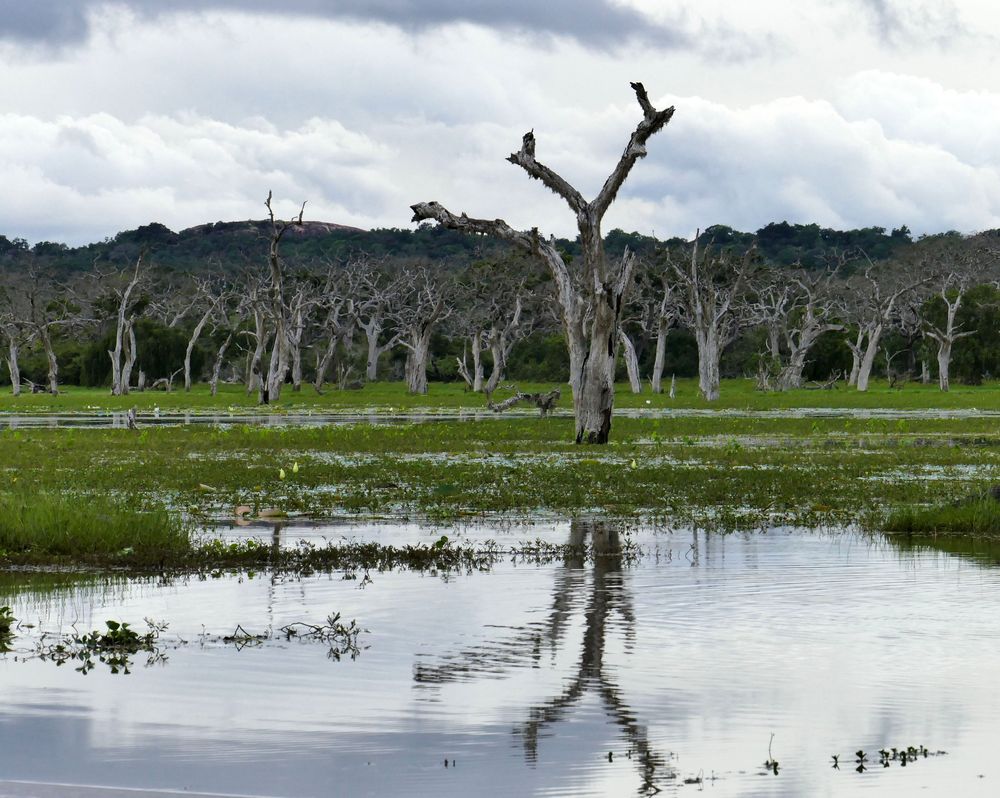 ...Impressionen aus dem Yala Nationalpark...