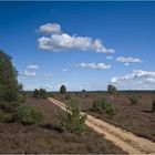 Impressionen aus der Heide II