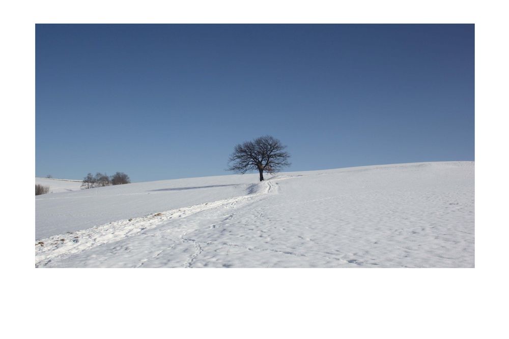 Impressionen aus der Heimat - die Eiche I