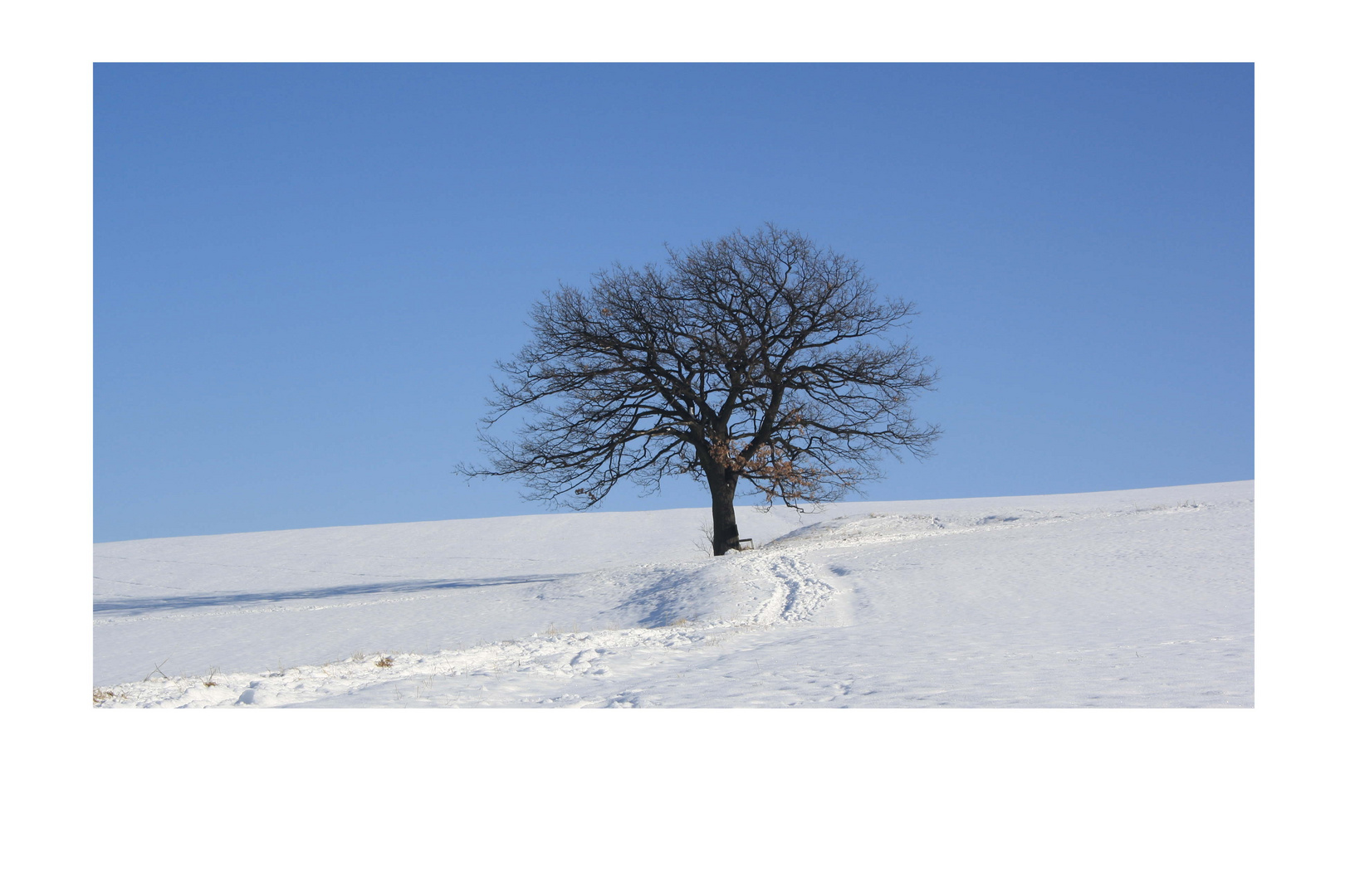 Impressionen aus der Heimat - die Eiche II