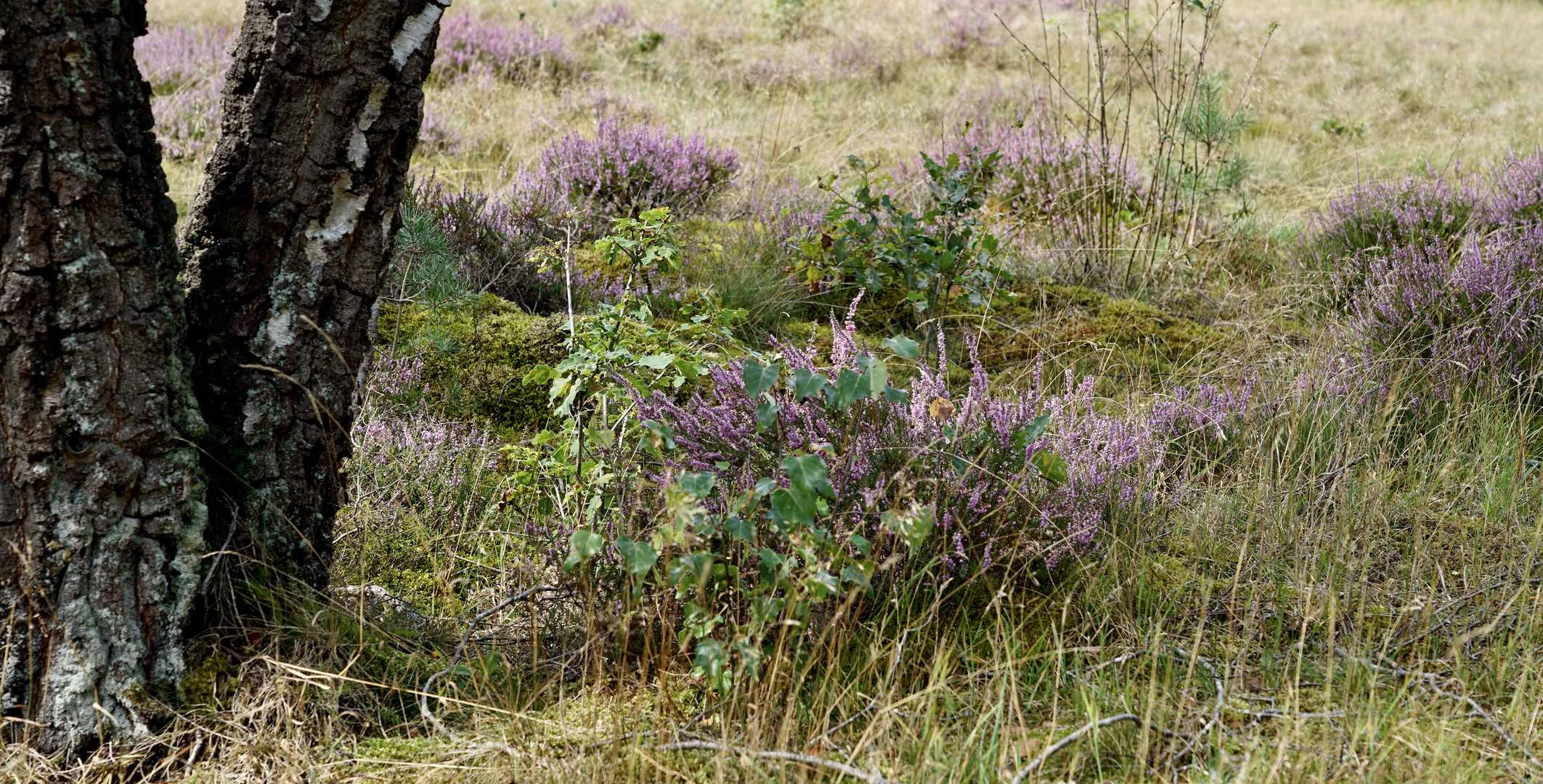 Impressionen aus der Lüneburger Heide