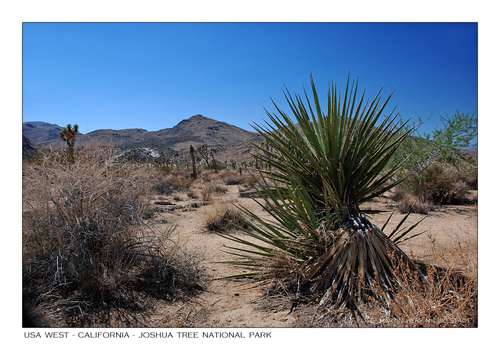 Impressionen aus der Mojave