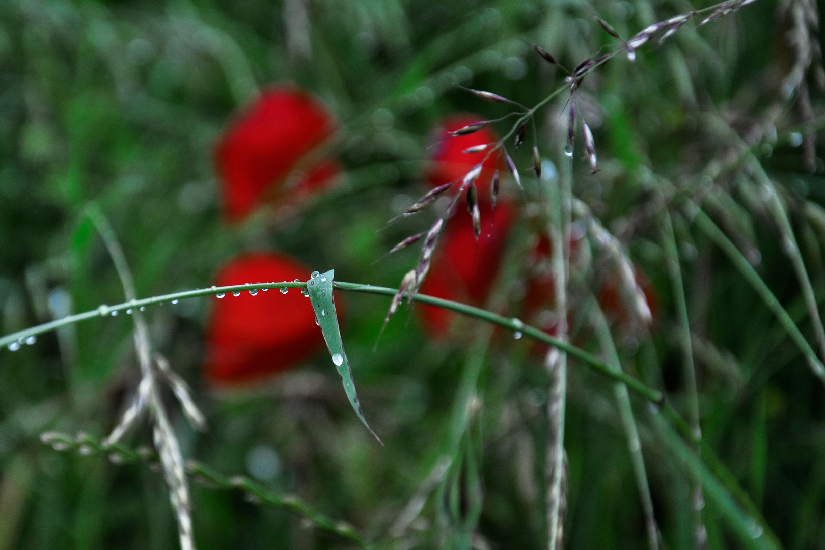 Impressionen-aus-der-Rhön-III