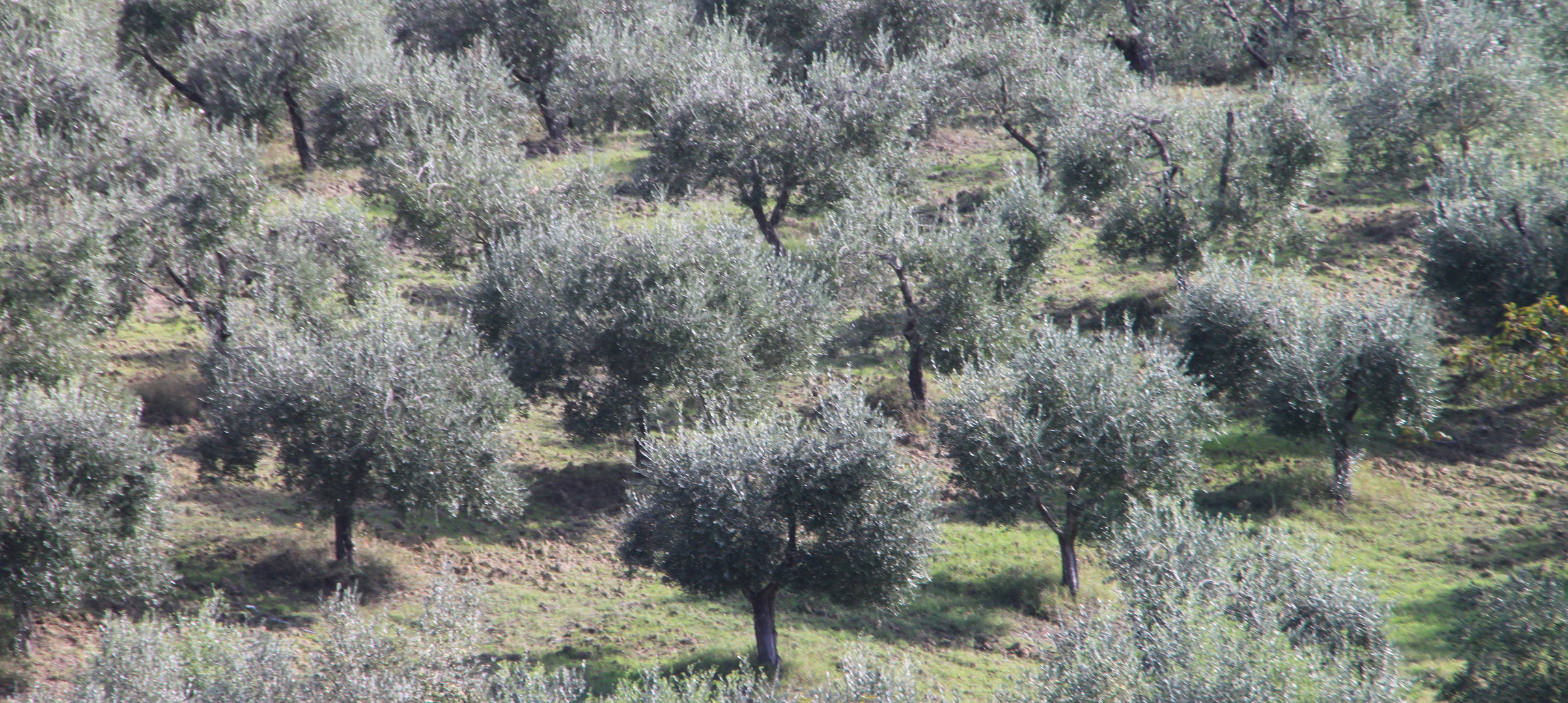 Impressionen aus der Toscana