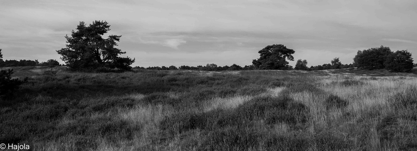 Impressionen aus der Westruper Heide