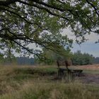 Impressionen aus der Westruper Heide