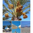 impressionen aus djerba III