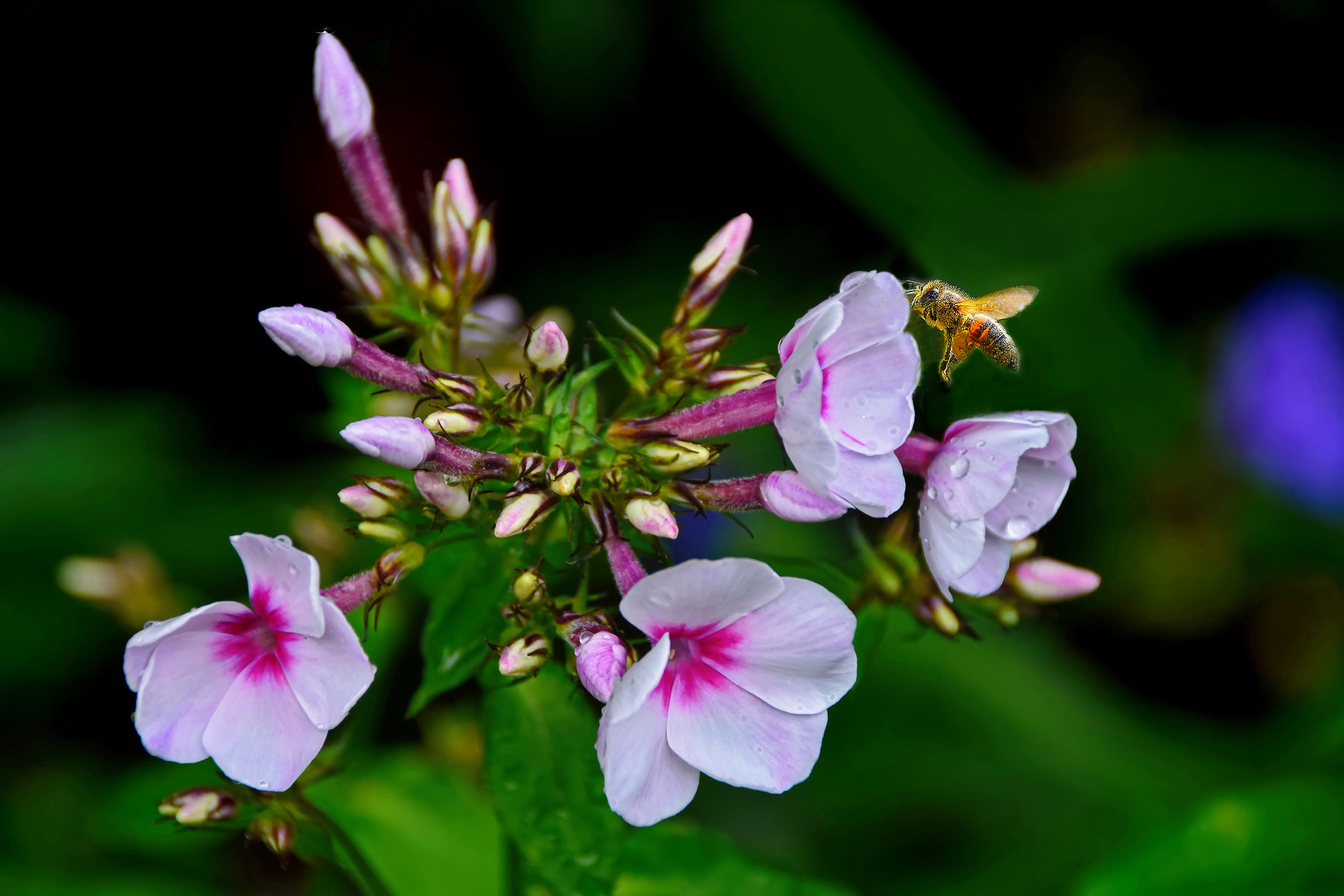 Impressionen aus meinem Garten