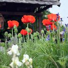 Impressionen aus meinem Garten