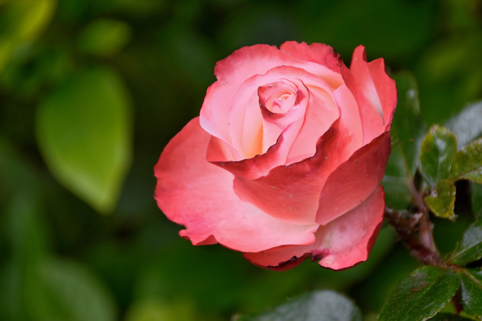 Impressionen aus meinem Garten