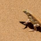 Impressionen aus Namibia 