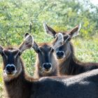 Impressionen aus Namibia 