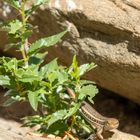 Impressionen aus Namibia 