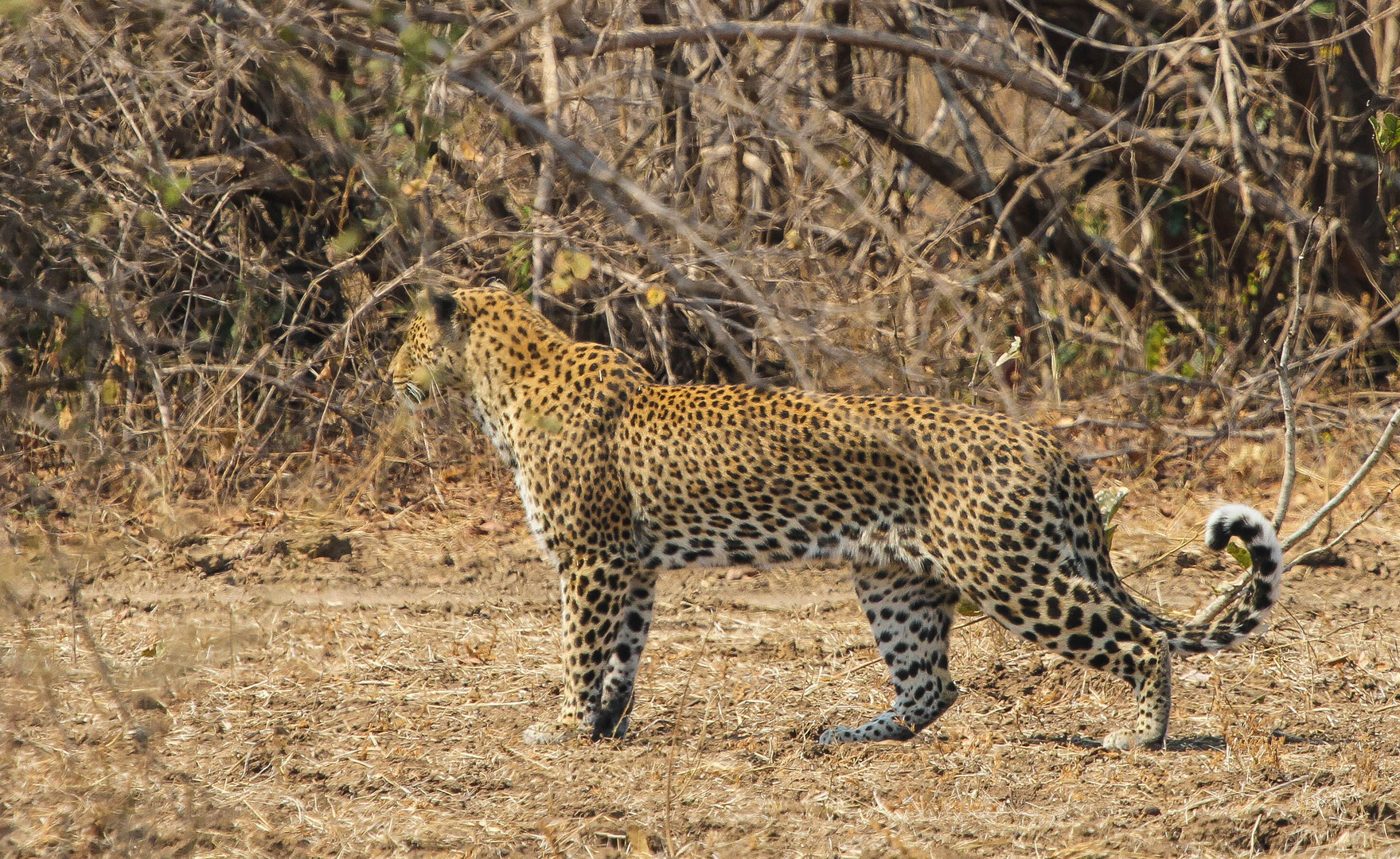 Impressionen aus Sambia