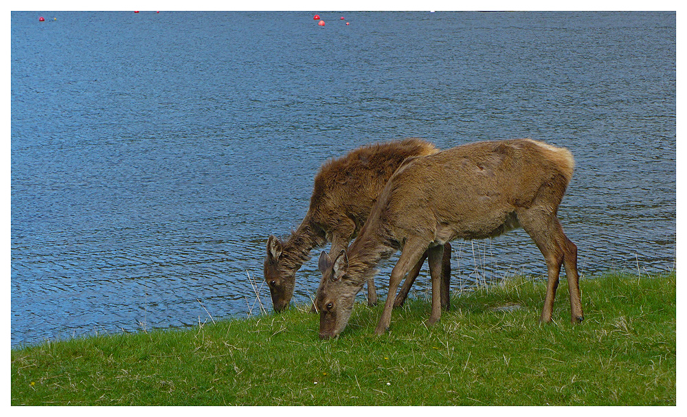 Impressionen aus Schottland...XVII...