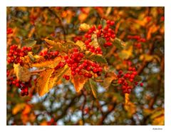 Impressionen - Britzer Garten (4)