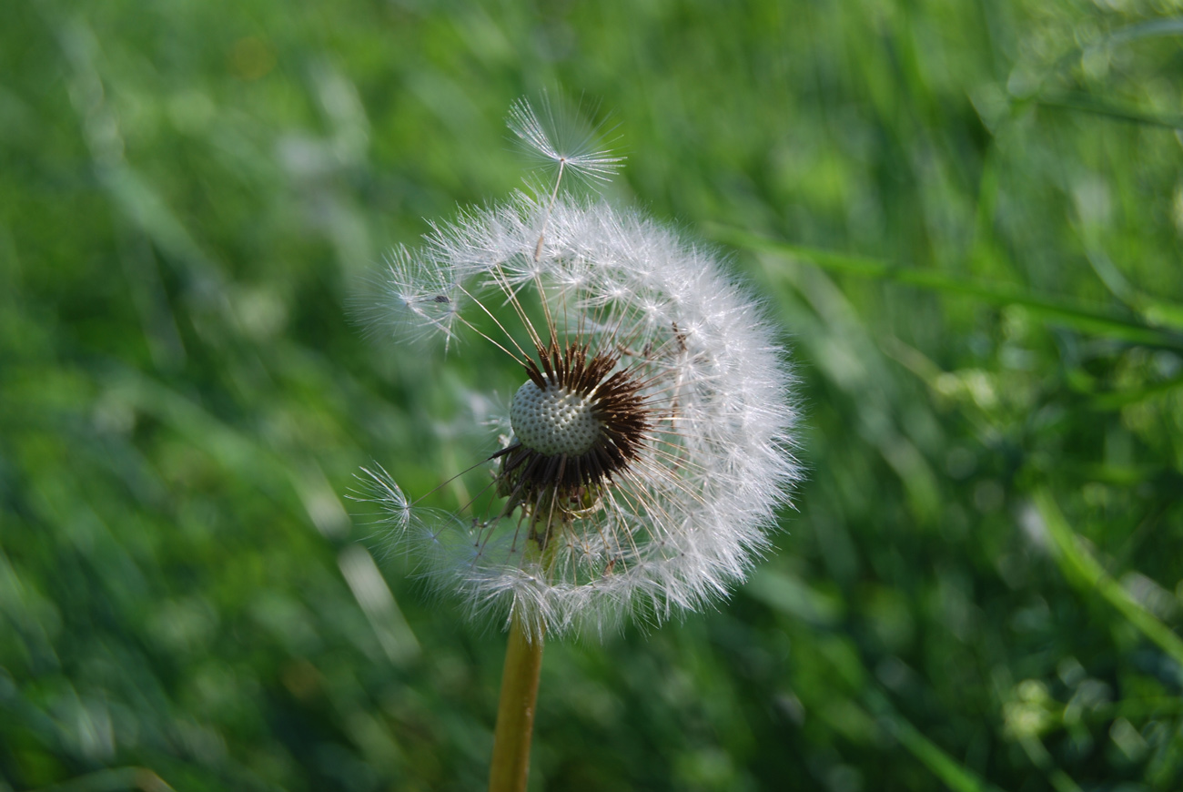 Impressionen der natur