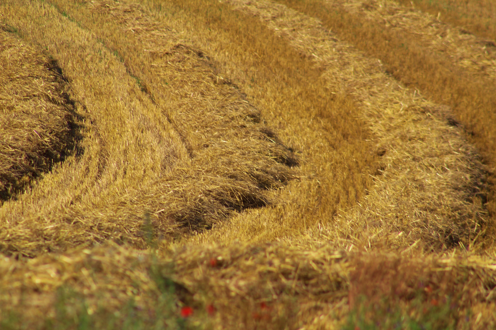 Impressionen des Hochsommers