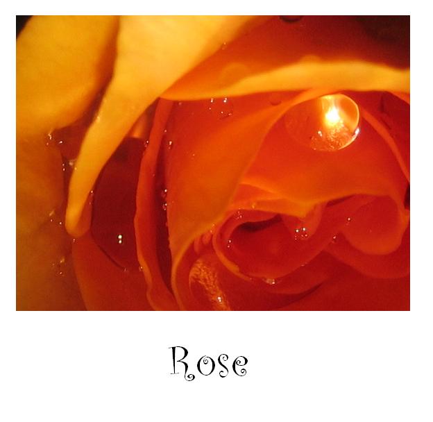 Impressionen einer Rose