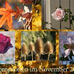 Impressionen eines "Goldenen Novembers"