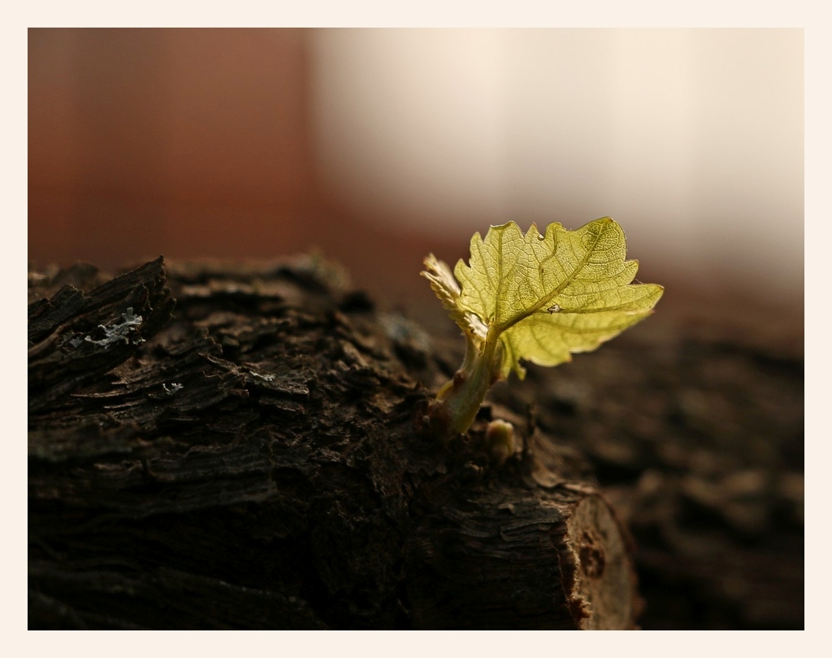 Impressionen eines Herbstspaziergangs