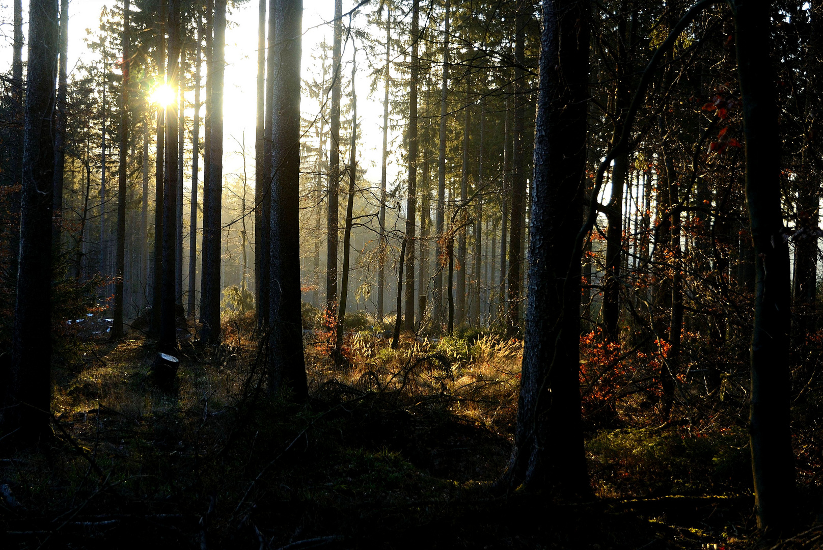 Impressionen eines Waldspaziergangs (1)