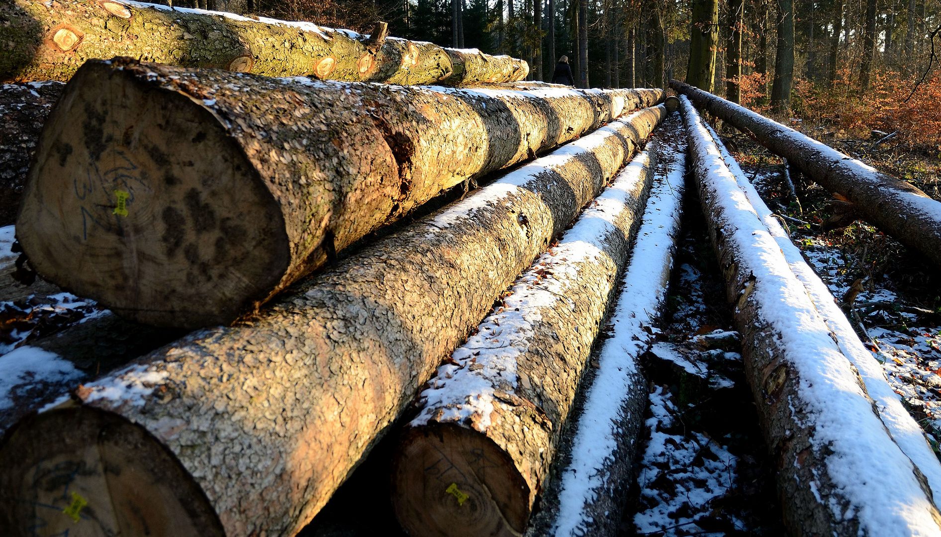 Impressionen eines Waldspaziergangs (2)