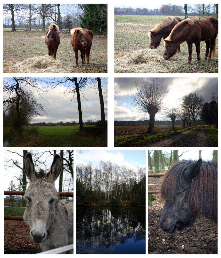 Impressionen eines Weihnachtsspaziergangs