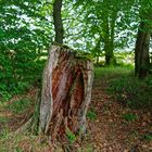 Impressionen entlang eines Waldpfades