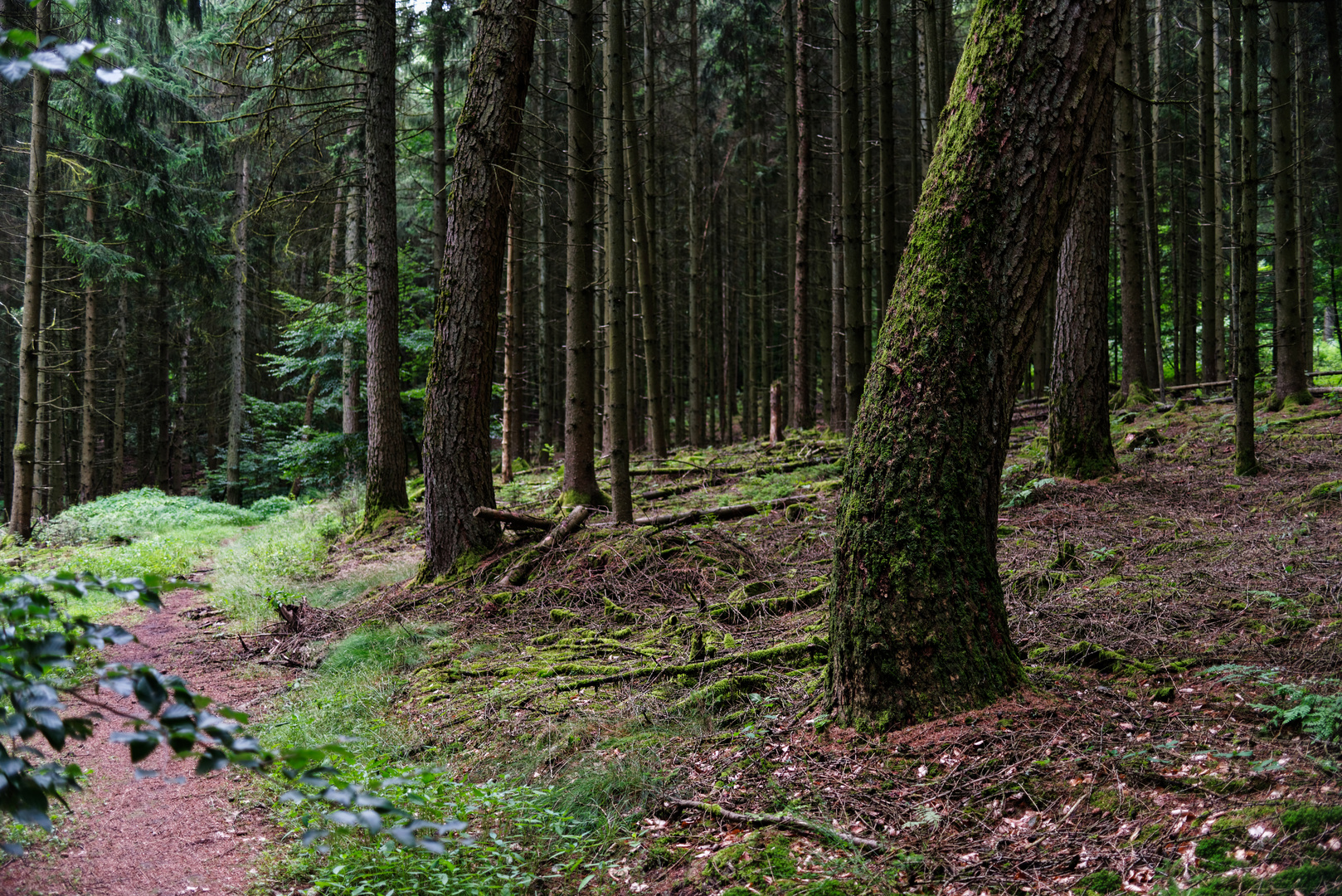 Impressionen entlang eines Waldpfads