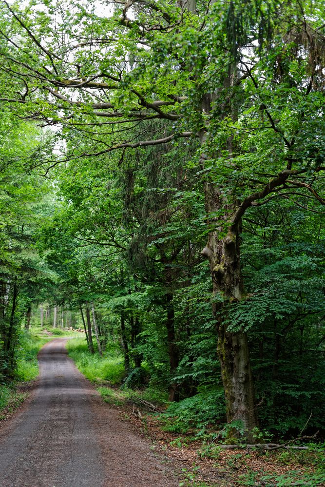 Impressionen entlang eines Waldweges