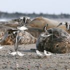 Impressionen FotoReise Helgoland von Art n`Pictures