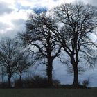 Impressionen Himmel und Bäume