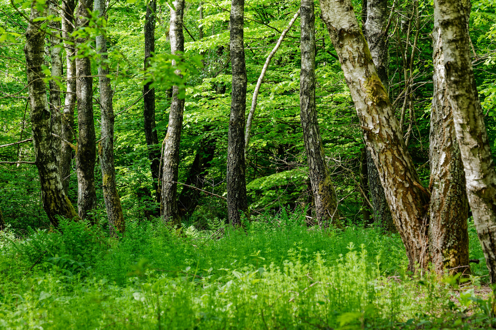 Impressionen im Birkenwald